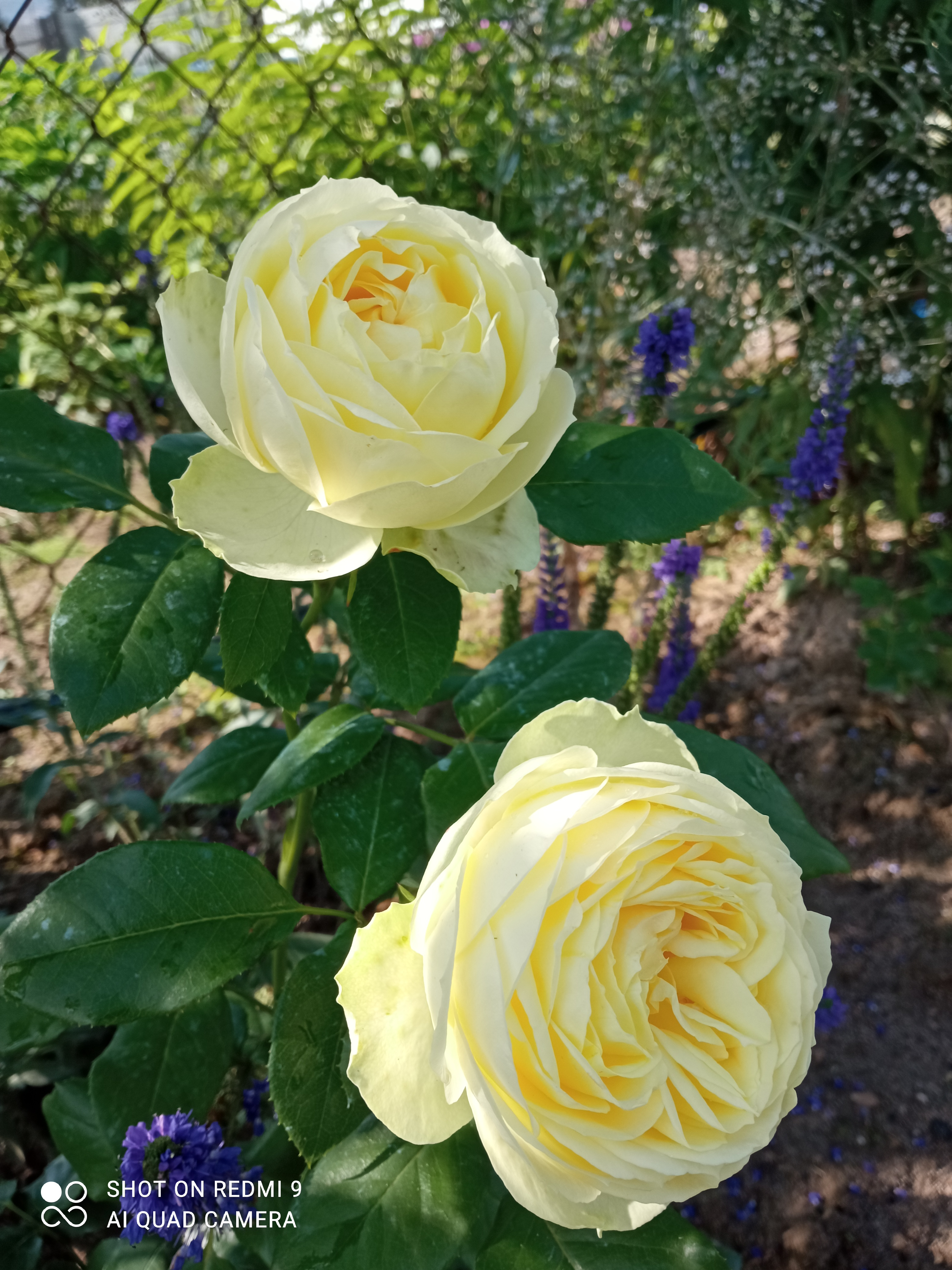 ����� �����. Lemon Piano (�����, ����.)